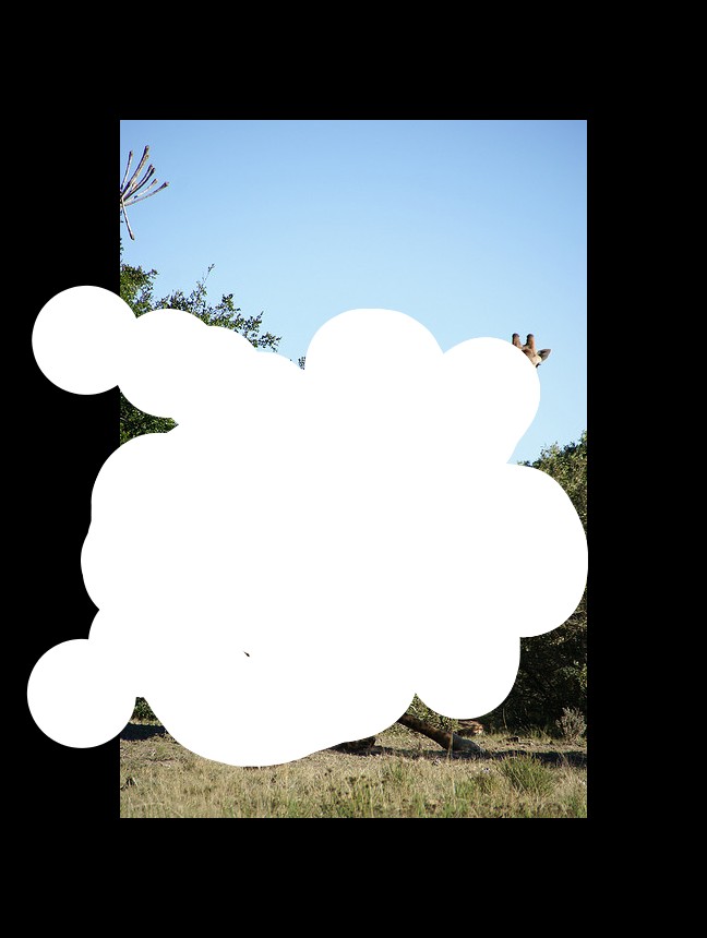 A giraffe is trying to sit by the side of a tree. There is another giraffe coming from the behind. There are trees around them.